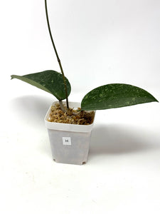 Hoya Glabra Silver H