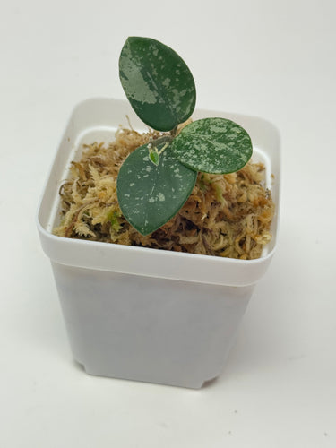 Hoya Mathilde Splash