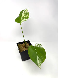 Monstera Deliciosa Albo Variegated D