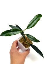 Load image into Gallery viewer, Hoya Greenii