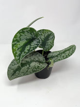 Load image into Gallery viewer, Scindapsus Pictus ‘Exotica’
