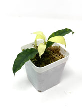 Load image into Gallery viewer, Hoya Multiflora &#39;Ghost&#39;