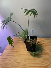 Load image into Gallery viewer, 59. Philodendron Mayoi