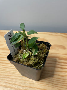191. Hoya Lacunosa Variegated