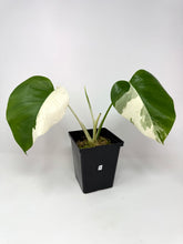 Load image into Gallery viewer, Monstera Deliciosa Albo Variegated E