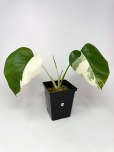Monstera Deliciosa Albo Variegated E