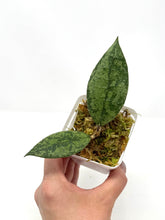 Load image into Gallery viewer, Hoya Lambii Silver B