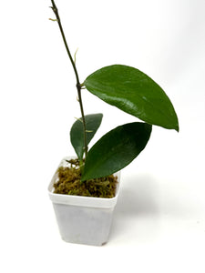 Hoya Benchaii