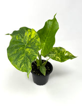 Load image into Gallery viewer, Alocasia Odora Aurea Variegated