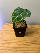 Load image into Gallery viewer, 170. Anthurium Crystallinum