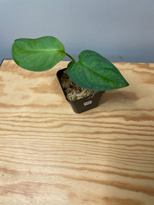 198. Monstera Esqueleto (juvenile)