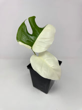 Load image into Gallery viewer, Monstera Deliciosa Albo Variegated D
