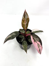 Load image into Gallery viewer, Philodendron Pink Princess