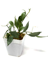 Load image into Gallery viewer, Hoya Lacunosa Silver Moonlight