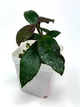 Load image into Gallery viewer, Hoya Walliniana UT-152
