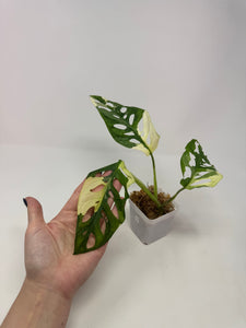 Monstera Adansonii Variegated C