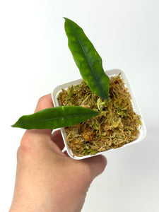 Hoya Sammannaniana
