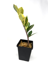 Load image into Gallery viewer, Zamioculcas Zamiifolia Variegated “ZZ” B
