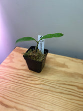 Load image into Gallery viewer, 137. Hoya Multiflora Javanica Thai Splash
