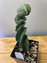 Load image into Gallery viewer, 83. Cereus Forbesii cv. Spiralis &#39;Spiral Cactus&#39;