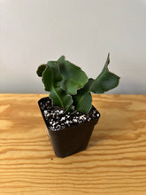 Load image into Gallery viewer, 181. Epiphyllum Guatemalense ‘Monstrosa’ ‘Orchid Cactus’ (Ships within Canada only)