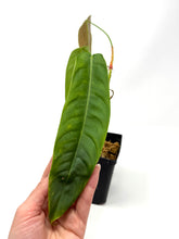 Load image into Gallery viewer, Philodendron Sharoniae