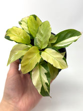 Load image into Gallery viewer, Calathea Yellow Fusion