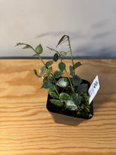 Load image into Gallery viewer, 282. Hoya Lacunosa Silver