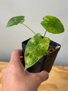 29. Alocasia Gageana Aurea Variegated
