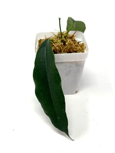 Hoya Kaimuki