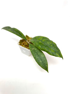 Hoya Lambii Silver E
