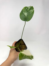 Load image into Gallery viewer, Monstera Deliciosa Albo Variegated F