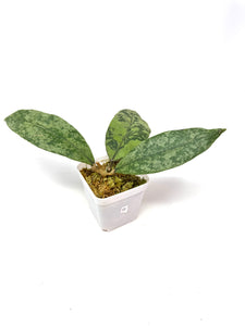 Hoya Lambii Silver G
