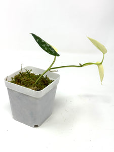 Scindapsus Mayari Variegated D
