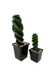 Cereus Forbesii cv. Spiralis 'Spiral Cactus' Small Size (Ships within Canada only)