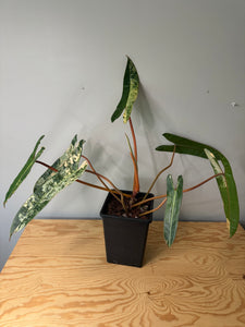 Philodendron Billietiae Variegated D