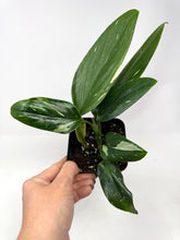 Load image into Gallery viewer, Monstera Standleyana Variegated