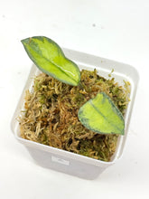 Load image into Gallery viewer, Hoya Carnosa ‘Argentea Princess’ A