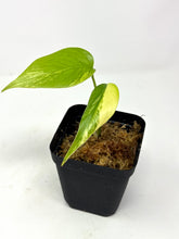 Load image into Gallery viewer, Monstera Deliciosa Aurea Variegated H