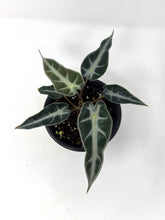 Load image into Gallery viewer, Alocasia Bambino