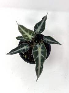 Alocasia Bambino