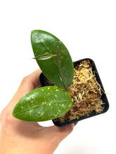 Load image into Gallery viewer, Hoya Erythrostemma ‘Shocking Pink’