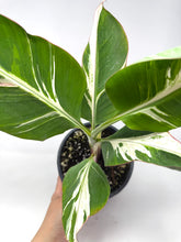 Load image into Gallery viewer, Musa Ae Ae Variegated Banana Tree (Ships within Canada only)