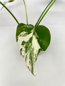 Monstera Deliciosa Albo Variegated J