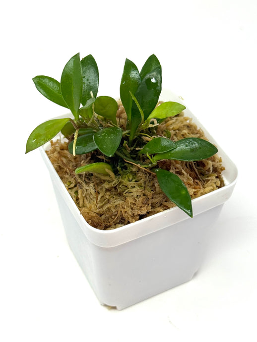 Hoya Picta