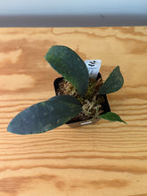 Load image into Gallery viewer, 321. Hoya Phuwuaensis