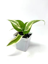 Load image into Gallery viewer, Philodendron ‘Silver Stripe’