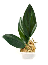 Load image into Gallery viewer, Scindapsus Treubii Dark Form