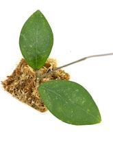 Load image into Gallery viewer, Hoya Erythrostemma Splash