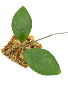 Hoya Erythrostemma Splash